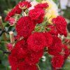Crimson Siluetta 01