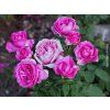 Stromková růže 'Carmen Würth®'  Rosa 'Carmen Würth®'