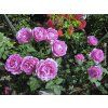 Stromková růže 'Carmen Würth®'  Rosa 'Carmen Würth®'