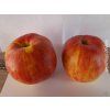 Jabloň 'Astrachán červený'  Malus domestica 'Astrachán červený'