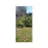 Jabloň 'Matčino'  Malus domestica 'Matčino'