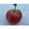 Jabloň 'Zlatá Reneta (Parména Zlatá)'  Malus domestica 'Zlatá Reneta (Parména Zlatá)'
