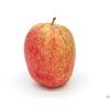 Jabloň 'Řehtáč soudkovitý'  Malus domestica 'Řehtáč soudkovitý'