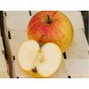 Jabloň 'Švýcarské oranžové'  Malus domestica 'Švýcarské oranžové'