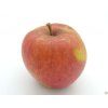 Jabloň 'Bláhovo Oranžové'  Malus domestica 'Bláhovo Oranžové'