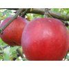 Jabloň 'Skaistis (Brighty)'  Malus domestica 'Skaistis (Brighty)'