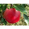 Jabloň 'Skaistis (Brighty)'  Malus domestica 'Skaistis (Brighty)'