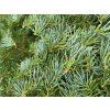 Abies concolor 'Hexe' (3)