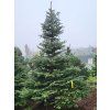 Picea pungens Glauca 3