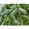 Picea glauca 'Coerulea Hudsonica' (1)