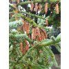 Picea glauca 'Coerulea Hudsonica' (2)