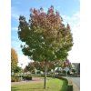 raywood