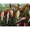 Broskvoň červenolistá 'Rubira'  Prunus persica 'Rubira'