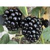 Ostružiník 'Jumbo/Thornfree'  Rubus fruticosus 'Jumbo/Thornfree'