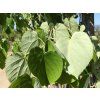 tiliaamericana