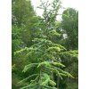 atlantica aurea