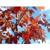 Javor červený 'October Glory'  Acer rubrum 'October Glory'