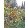 Jabloň lesní  Malus sylvestris
