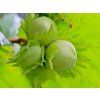 l�ska obecn� 1