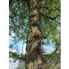 Dřezovec trojtrnný 'Shademaster'  Gleditsia triacanthos 'Shademaster'