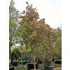 Quercus palustris�'Woodside Splendor'