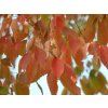 zelkova2