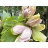 Magnolie 'Woodsman'  Magnolia brooklynensis 'Woodsman'