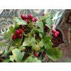 Hloh jednosemenný 'Stricta'  Crataegus monogyna 'Stricta'