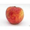Malus Red Boskoop (1)