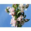 Jabloň 'Topaz'  Malus domestica 'Topaz'