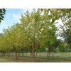 amber beauty2