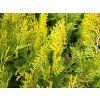 Thuja orientalis 'Aurea Compacta' (1)