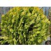 Thuja orientalis 'Aurea Compacta' (3)