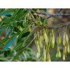 augustifolia