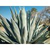ag�ve