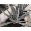 Agáve americká  Agave americana