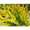 Thuja plicata '4ever' (2)