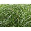 Ozdobnice čínská 'Krater' - Miscanthus sinensis 'Krater'  Miscanthus sinensis 'Krater'
