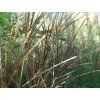 Ozdobnice čínská 'Krater' - Miscanthus sinensis 'Krater'  Miscanthus sinensis 'Krater'