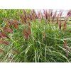 Ozdobnice čínská 'Red Chief'- Miscanthus sinensis 'Red Chief'  Miscanthus sinensis 'Red Chief'