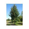 Jeřáb muk 'Magnifica'  Sorbus aria 'Magnifica'