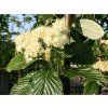 Jeřáb muk 'Magnifica'  Sorbus aria 'Magnifica'