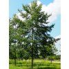 alnus
