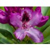 Rhododendron Durantik (1)