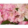 110184 3 110184 3 rhododendron polaris