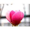 Šácholán Soulangeův 'Cameo'  Magnolia x soulangeana 'Cameo'