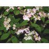 Kalina japonská 'Pink Beauty'  Viburnum plicatum 'Pink Beauty'