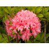 Azalea Millenium