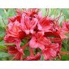 Azalka lepkavá 'Millennium'  Rhododendron viscosum 'Millennium