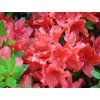 Japonská azalka 'Juliette®'  Rhododendron obtusum 'Juliette®'